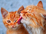 The Four Most Purr-Fect Pictures