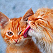 The Four Most Purr-Fect Pictures