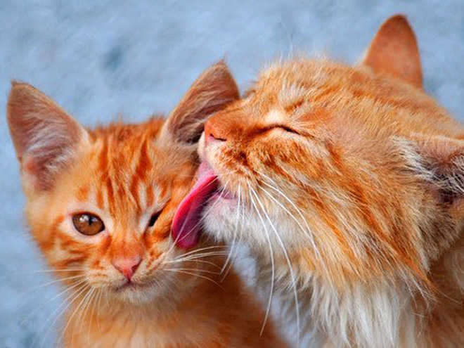The Four Most Purr-Fect Pictures