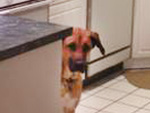 Dog Photobombs Apartment Ad – Can You Spot Him?