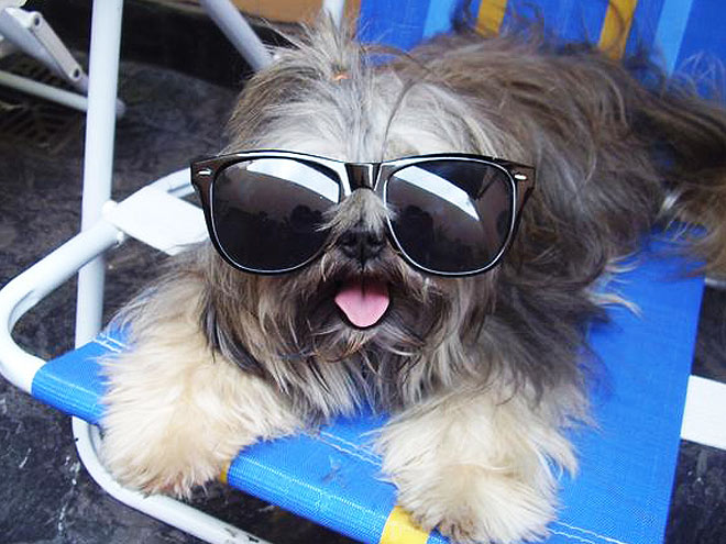 The Cutest Pets on Twitter!