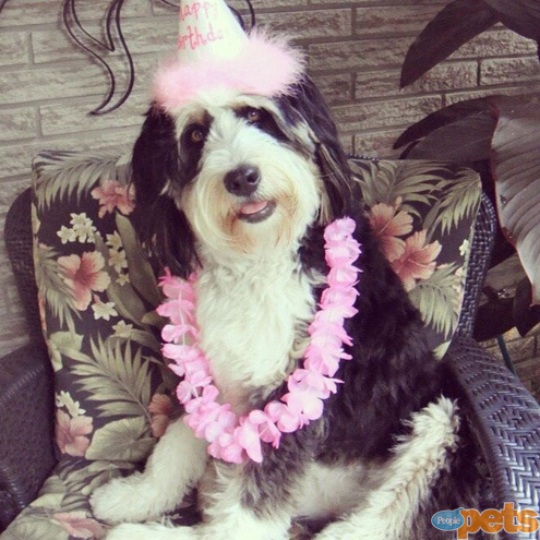 The Cutest Pets on Twitter This Week!