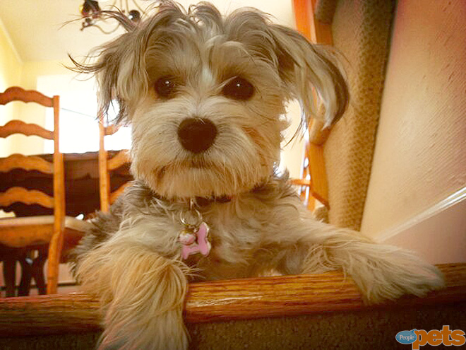 The Cutest Pets on Twitter This Week!