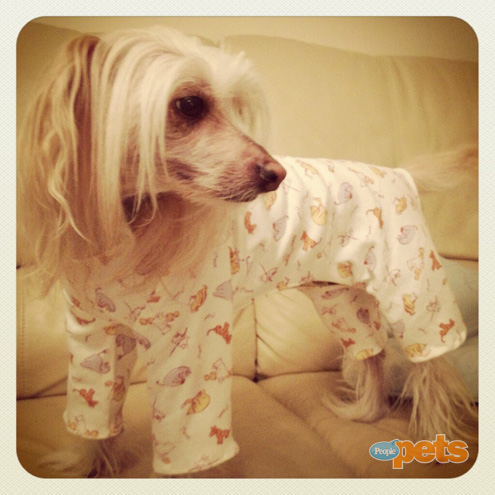 The Cutest Pets on Twitter This Week!