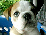 The Cutest Pets on Twitter This Week!