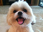 The Cutest Pets on Twitter This Week!