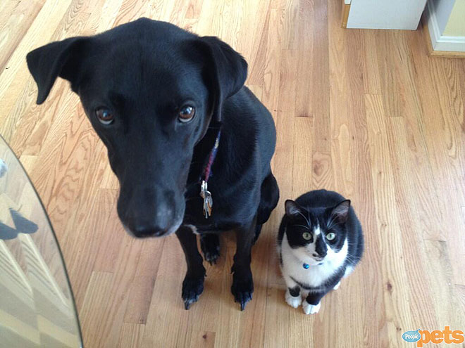 The Cutest Pets on Twitter This Week!