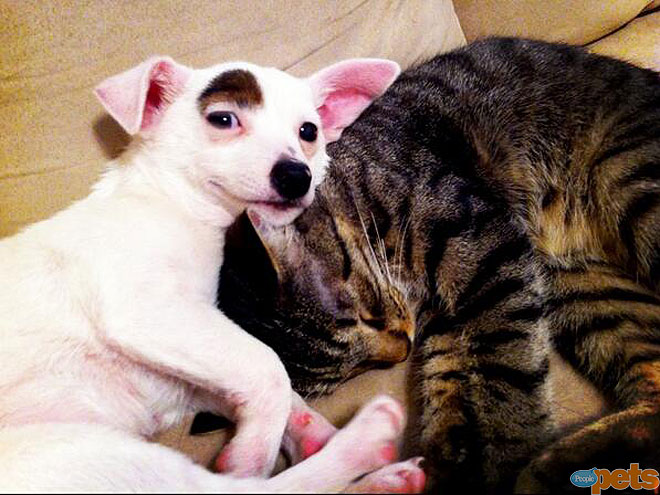 The Cutest Pets on Twitter This Week!