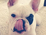 The Cutest Pets on Twitter This Week!