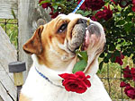 The Cutest Pets on Twitter This Week!