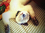 The Cutest Pets on Twitter This Week!