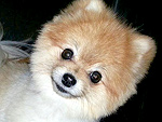 The Cutest Pets on Twitter This Week!