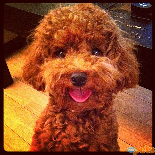 June's Click the Cutest Winners Each of these pets won our Click the