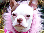 Dogs Bundle Up for the Post-Winter Weather