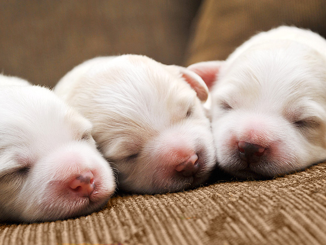 Puppy Pictures for Newborn Puppy Day : People.com