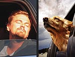PHOTOS: When Stars Behave Like Dogs | Leonardo DiCaprio