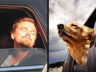 PHOTOS: When Stars Behave Like Dogs | Leonardo DiCaprio