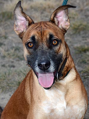 Adopt Me! Izzy Wants to Whip You Into Shape in 2013