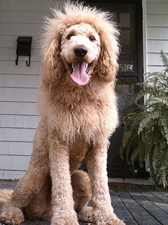 Doh! Woman Mistakes Labradoodle for Escaped Baby Lion (Photo)