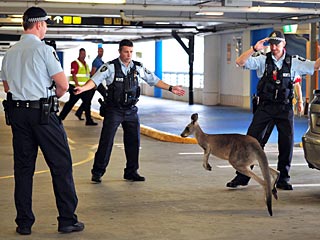 Hop to It! Kangaroo Loose in Melbourne Airport