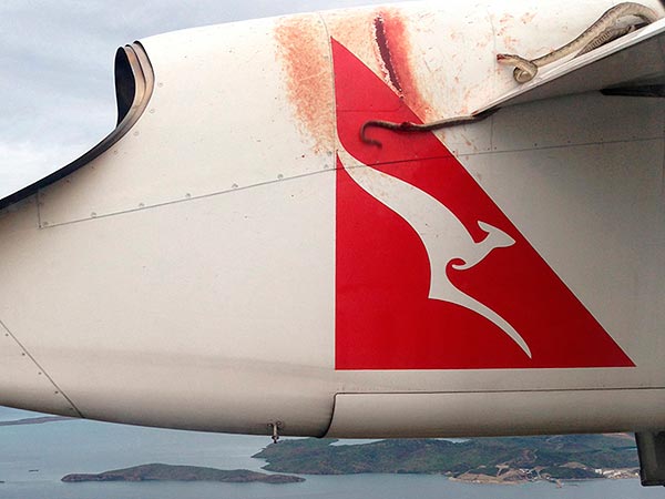 Python Clings to Qantas Flight in Australia