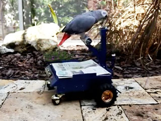 Squawk-n-Roll! Engineering Student Builds Car for Pet Parrot