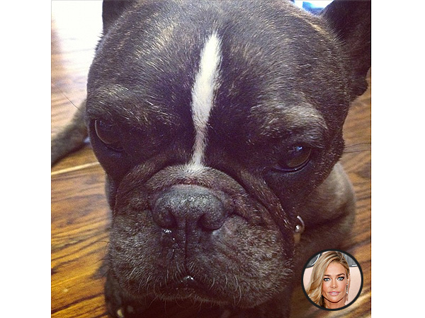 Denise Richards Dog Hank Dies
