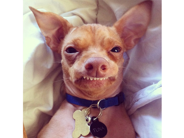 Tuna the Chiweenie with an Overbite Goes Viral