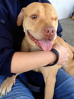 Adopt Me! Pit Bull Mix Amanda Is a Neglect Survivor