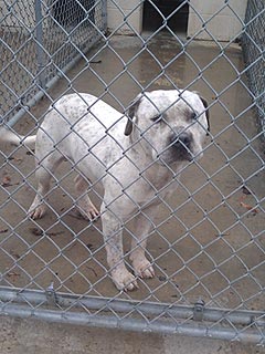 Town Saves Dog Abandoned for Being 'Gay'