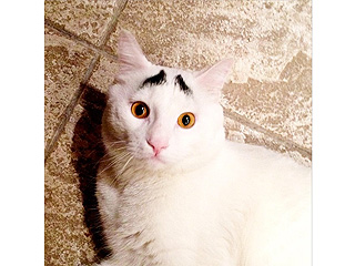 See Why the Cat with Eyebrows Is an Online Sensation