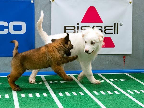 5 Most Paw-Dorable Moments from the Puppy Bowl| Animals & Pets, Cute Pets, Dogs