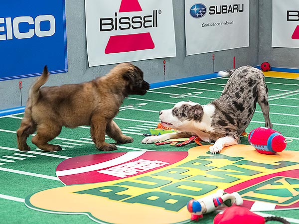 5 Most Paw-Dorable Moments from the Puppy Bowl| Animals & Pets, Cute Pets, Dogs