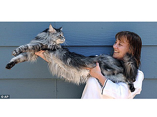 The Water Bowl: World's Longest Cat Dies From Cancer at Age 8