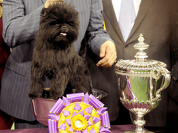 Westminster 2013 Names Affenpinscher Banana Joe Best in Show