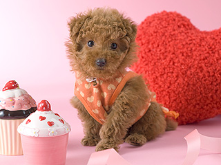 The Water Bowl: How We Show Our Furry Valentines the Love