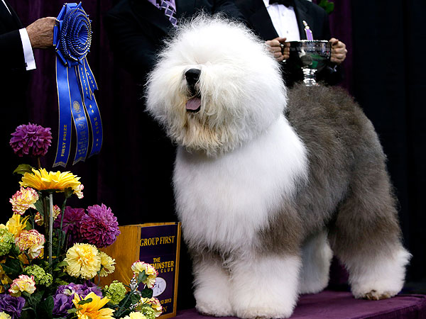 Westminster 2013 Reserve Best in Show Swagger: What to Know