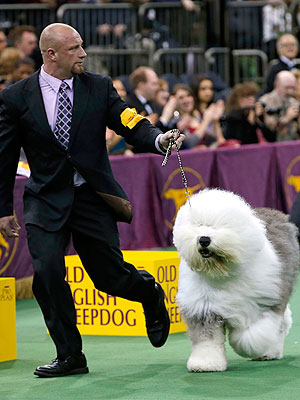 What to Know About Westminster's Reserve Best in Show, Swagger| Dogs, Westminster Kennel Club Dog Show