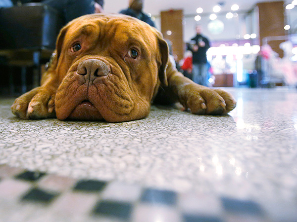 Westminster's Most Paw-some Moments – So Far!| Dogs, Westminster Kennel Club Dog Show