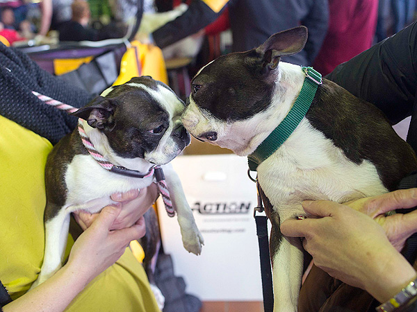 Westminster's Most Paw-some Moments – So Far!| Dogs, Westminster Kennel Club Dog Show