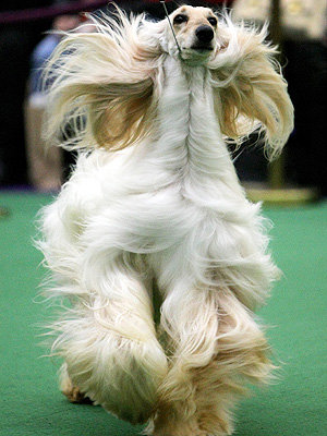 Westminster's Most Paw-some Moments – So Far!| Dogs, Westminster Kennel Club Dog Show