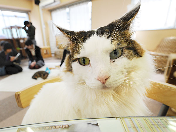 Japan Celebrates Cat Day or Nyan Nyan Nyan Day