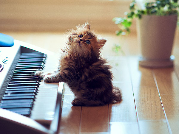 Meet the Internet's Cutest Kitten: Daisy| Cats, Cute Pets