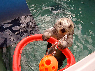 Video: Meet the Basketball-Playing Sea Otter