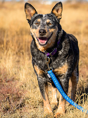 Adopt Me! Saved from a Puppy Mill, Sassy Is in Need of Love