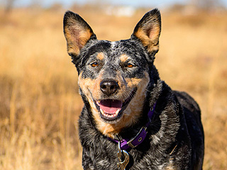 Adopt Me! Saved from a Puppy Mill, Sassy Is in Need of Love