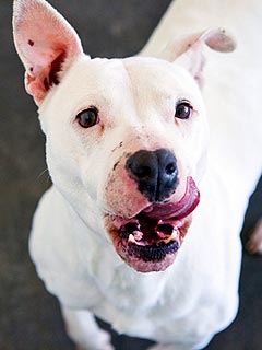 Adopt Me! Snowflake Wants You All to Herself