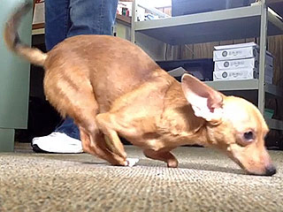 Disabled Dog Will Walk Again – with the Help of $7,000 in Donations
