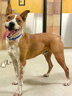Adopt Me! Bruno Wants Someone to Keep Up With