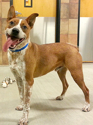 Adopt Me! Bruno Wants Someone to Keep Up With